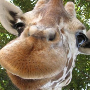 Meet your Posher, Susan